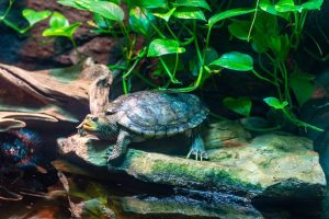 Turtle on a rock with plants - turtle tank apartment setup