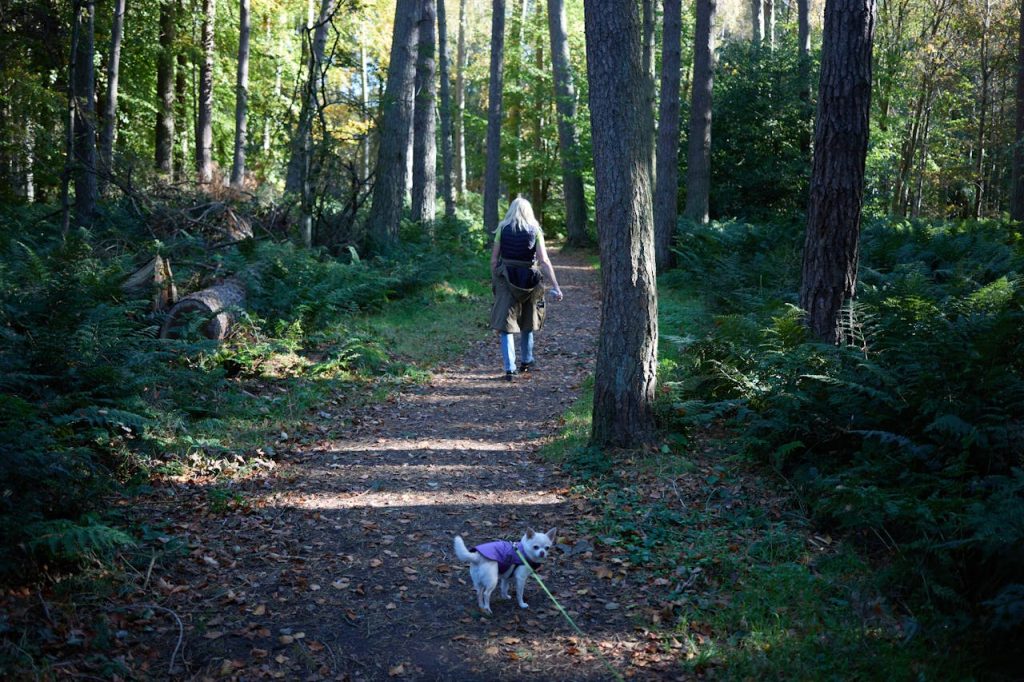 Woman walking dog in forest - prevent dog theft