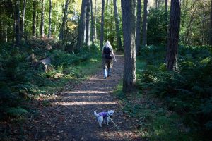 Woman walking dog in forest - prevent dog theft