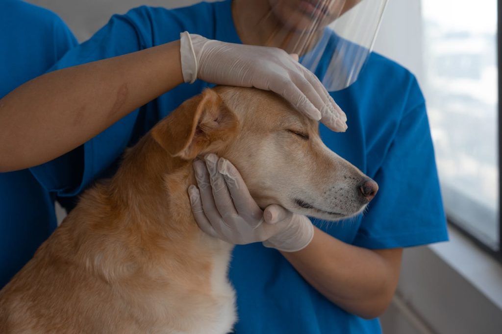 Person in Blue T-shirt Holding a Brown Short Coated Dog - cut vet bills without cutting pet care