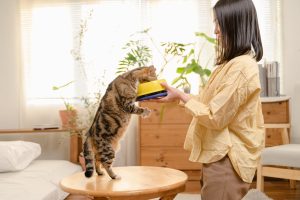 Cat reaching for food bowl - pet meal prep