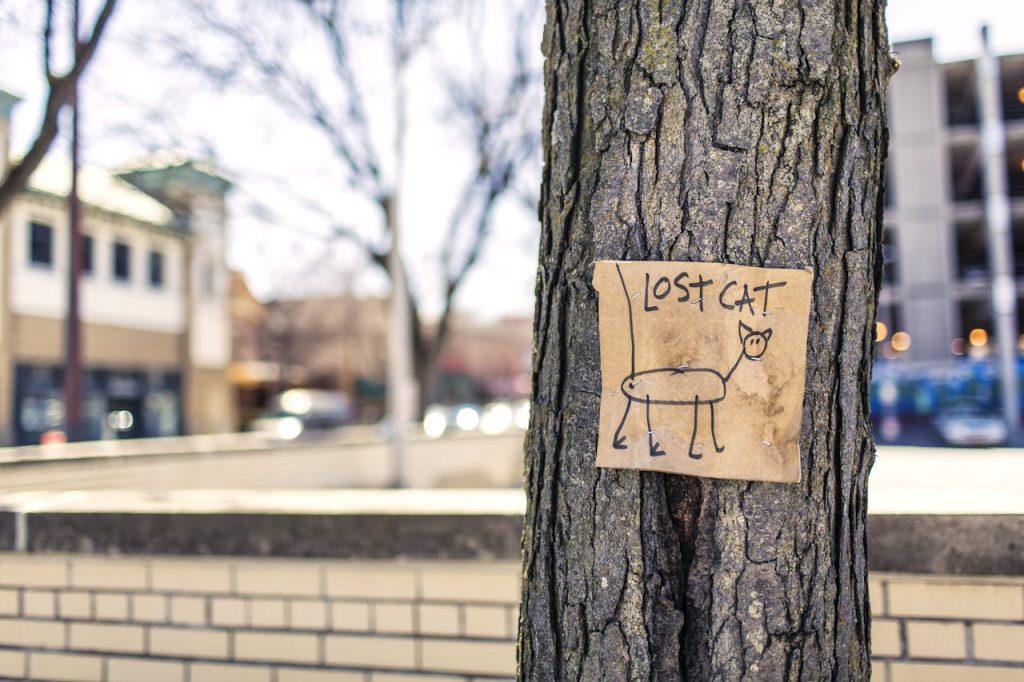 Lost cat poster on tree - lost pet what to do