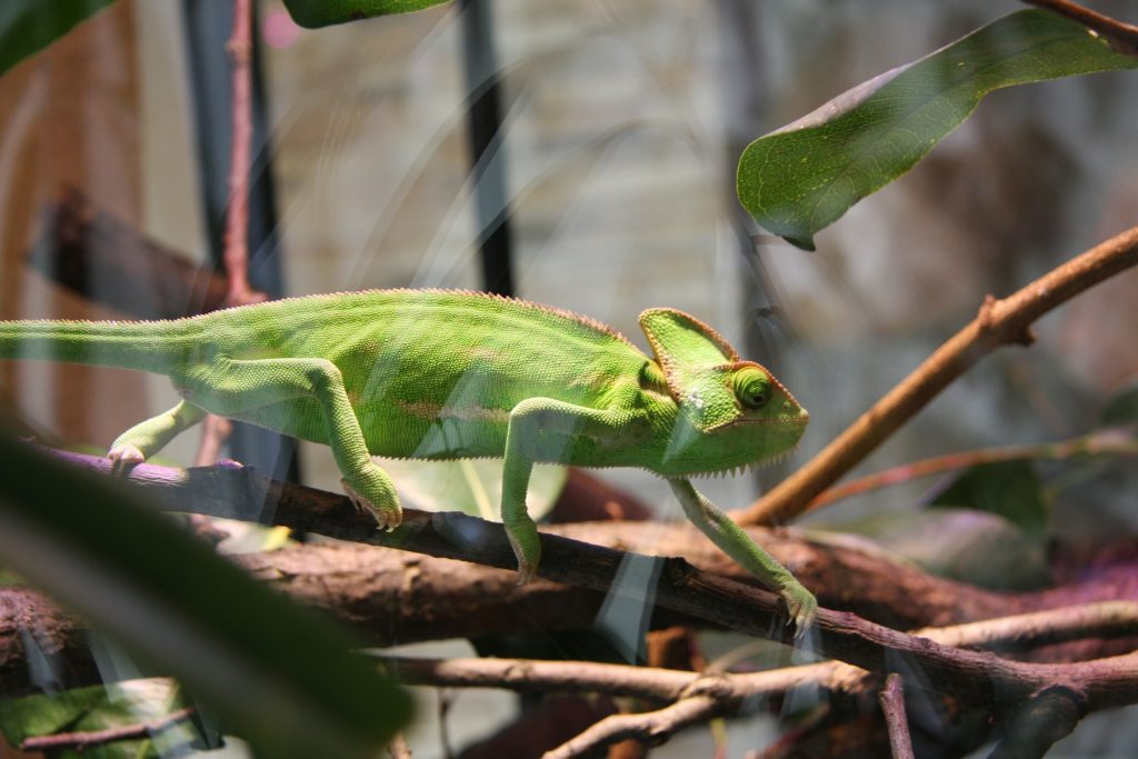Green chameleon on branches in habitat - lizard terrarium apartment setup