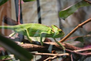 Green chameleon on branches in habitat - lizard terrarium apartment setup
