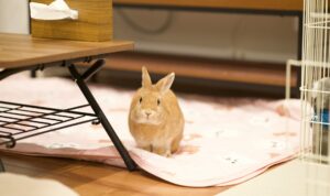 Brown rabbit on a pink mat - rabbit apartment setup