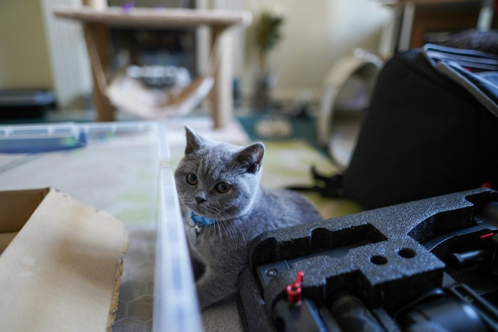 Gray cat among scattered items - apartment pet inspection checklist
