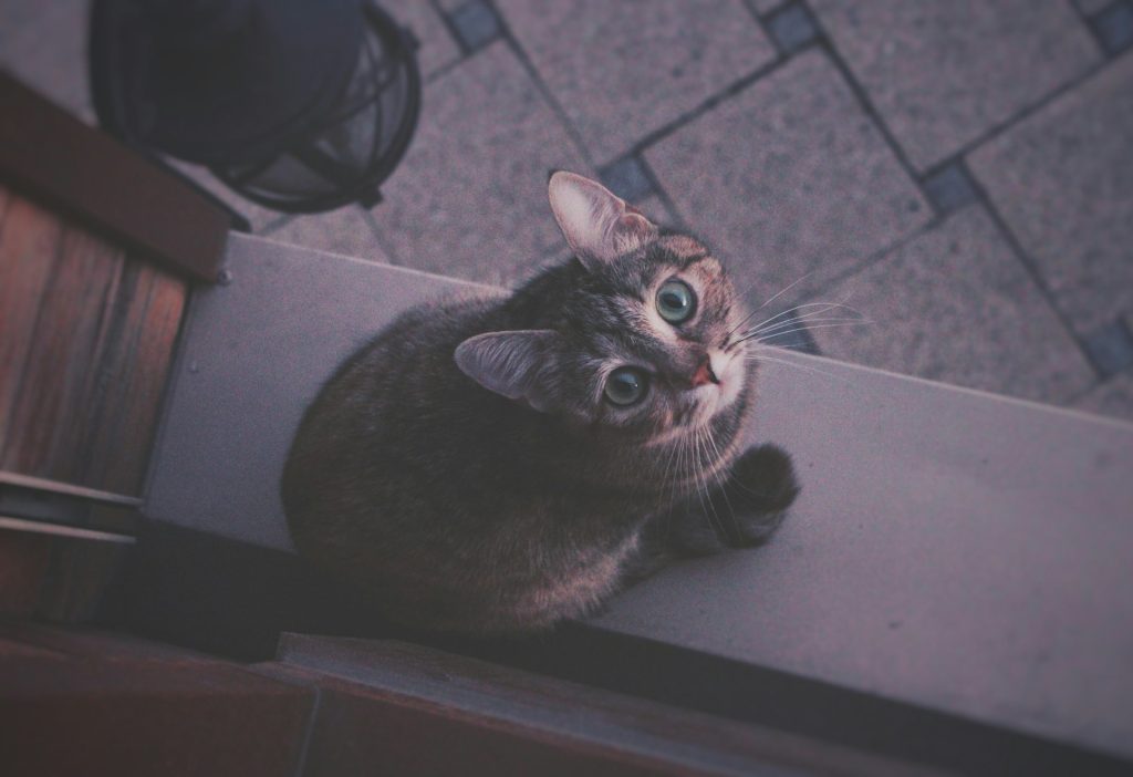 Cat looking up from ledge - questions to ask landlord about pets