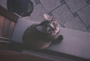 Cat looking up from ledge - questions to ask landlord about pets