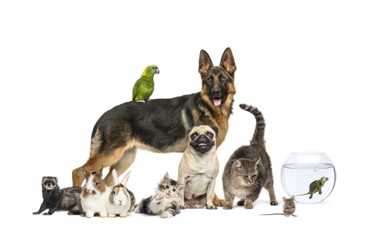 Various pets including dog and cat - <a href=
