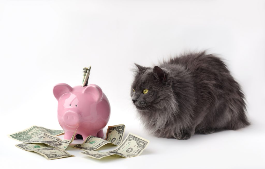 Cat near piggy bank and money - pet deposit pet rent fees