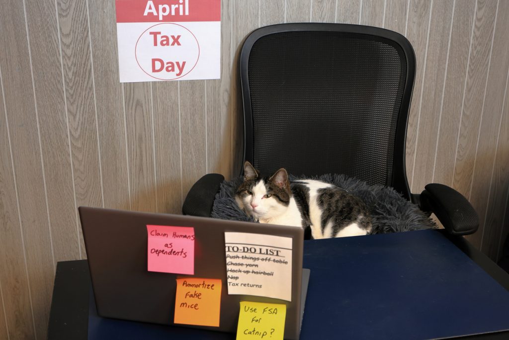 Cat in front of a laptop - pet addendum explained