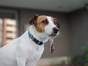 Dog holding keys in mouth - renting with pets