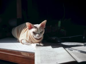 Cat lounging on a desk - what landlords look for in pet owners