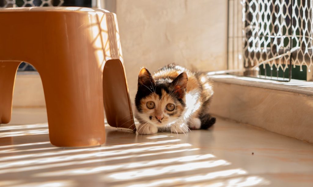 Cat hiding behind a stool - stressed cat in a small apartment