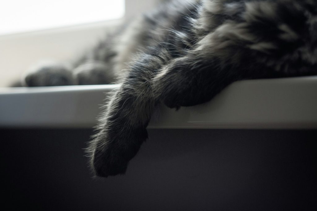Cat's paw resting on a ledge - signs your indoor cat is bored