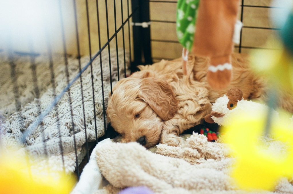 Sleeping puppy in a cozy crate. dog crate alternatives for puppies in apartments