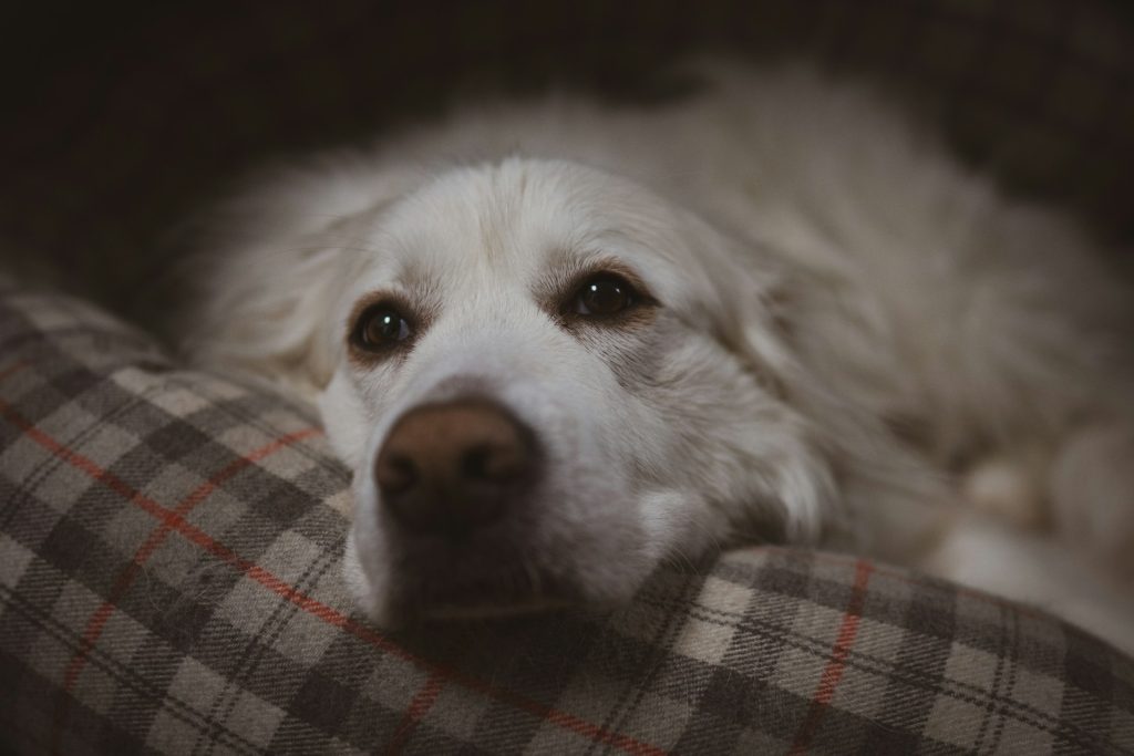 White dog resting on a bed - dog crate alternatives for separation anxiety in apartments