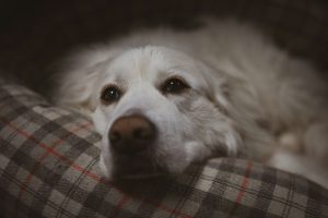 White dog resting on a bed - dog crate alternatives for separation anxiety in apartments