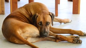 Dog resting on a floor - dog crate alternatives for large dogs in apartments