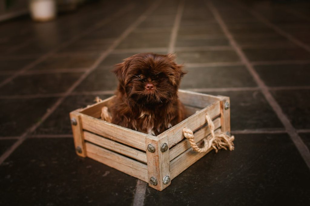 Small dog sitting in wooden crate - dog crate alternatives for small apartments