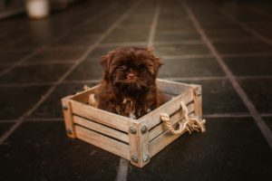 Small dog sitting in wooden crate - dog crate alternatives for small apartments