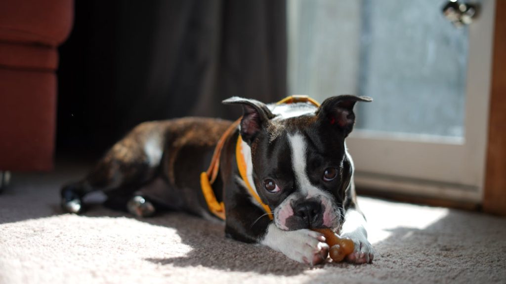 Dog chewing toy in sunlight. 15 Powerful Dog Crate Alternatives for Strong Chewers in Apartments