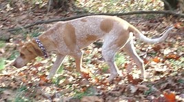 American English Coonhound apartment dog guide