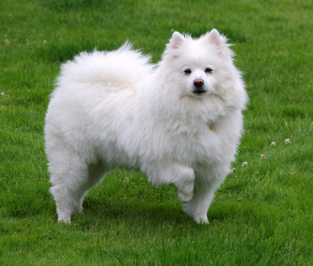 American Eskimo Dog apartment dog guide