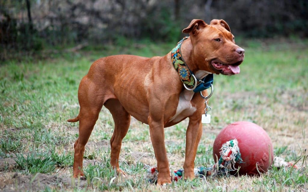 American Pit Bull Terrier apartment dog guide