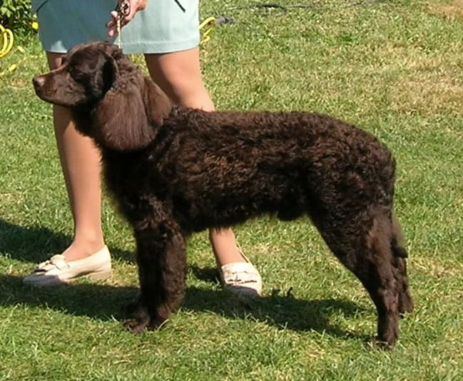American Water Spaniel apartment dog guide