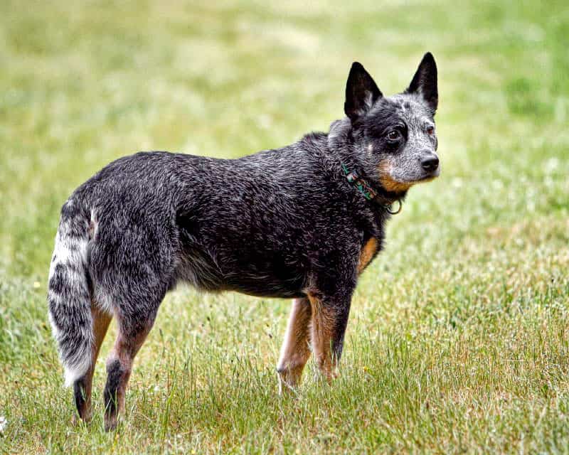 Australian Cattle Dog apartment dog guide