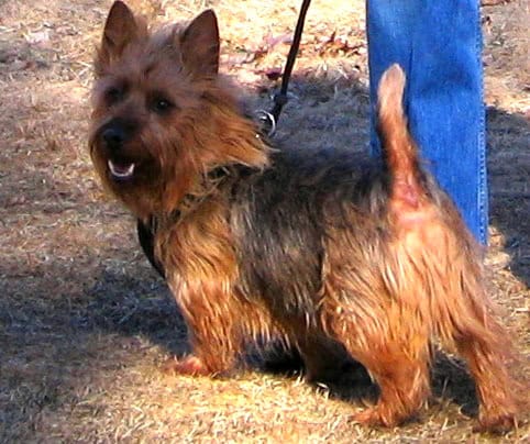 Australian Terrier apartment dog guide