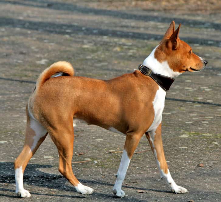 Basenji apartment dog guide