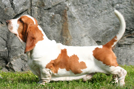 Basset Hound apartment dog guide