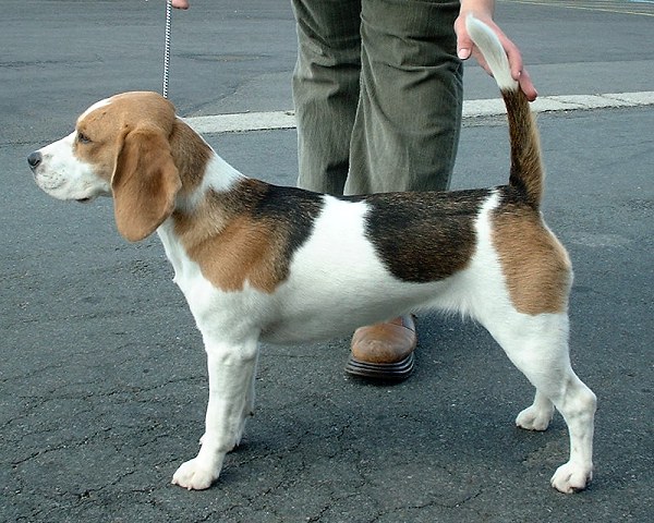 Beagle apartment dog guide