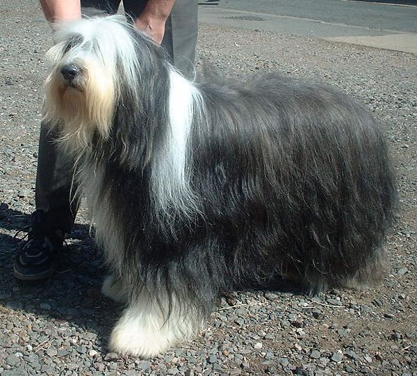 Bearded Collie apartment dog guide
