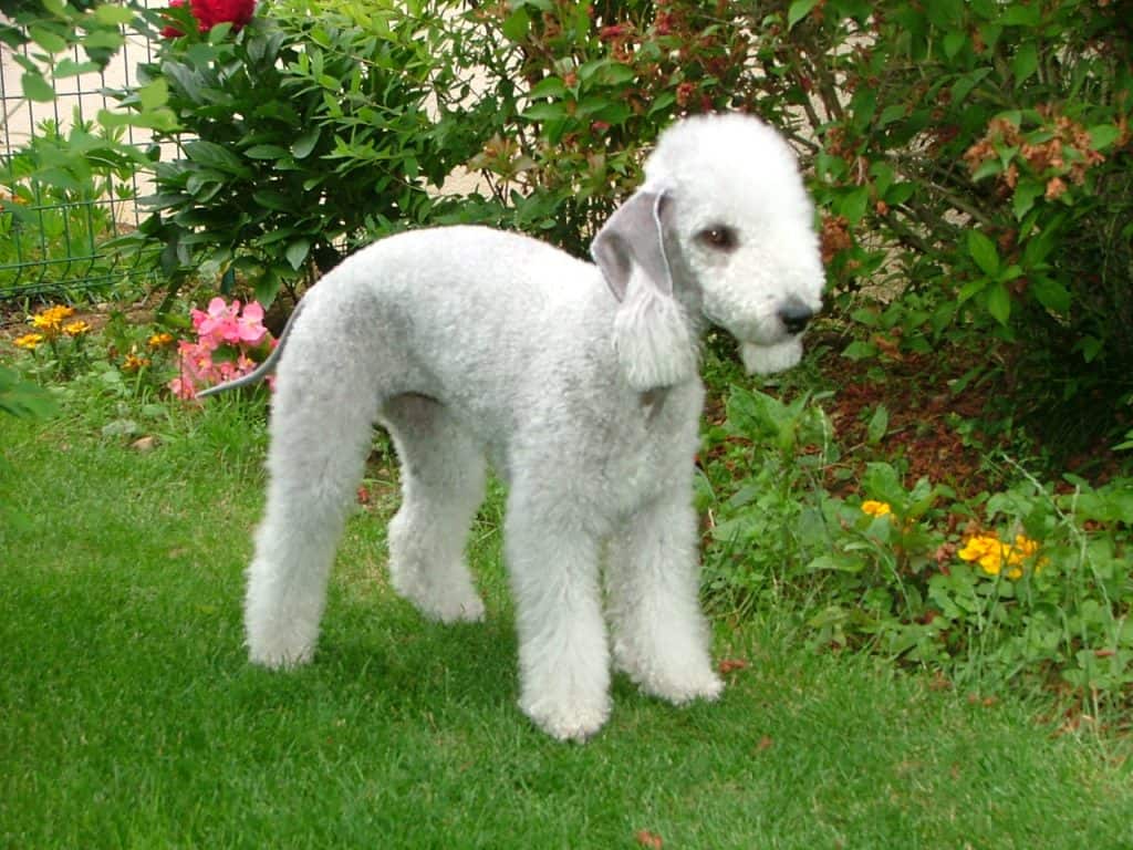 Bedlington Terrier apartment dog guide