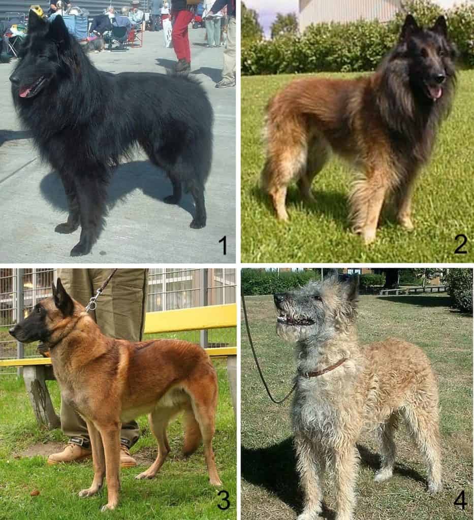 Belgian Tervuren apartment dog guide