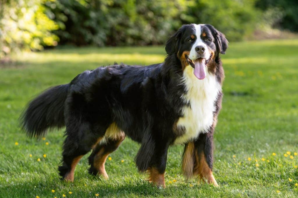 Bernese Mountain Dog apartment dog guide