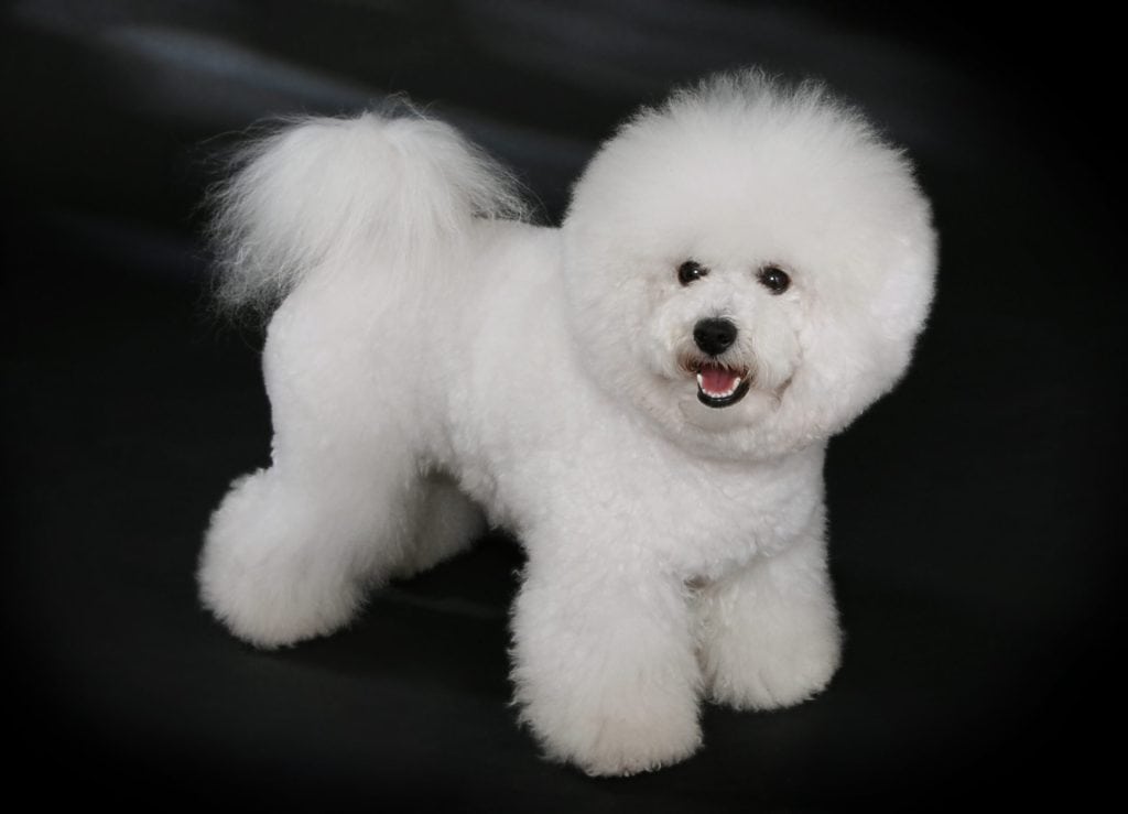 Bichon Frise apartment dog guide