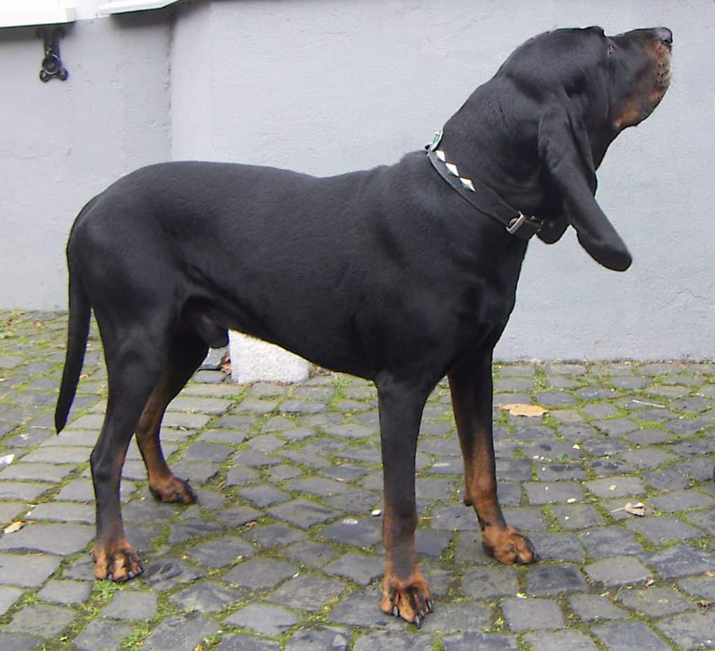 Black and Tan Coonhound apartment dog guide