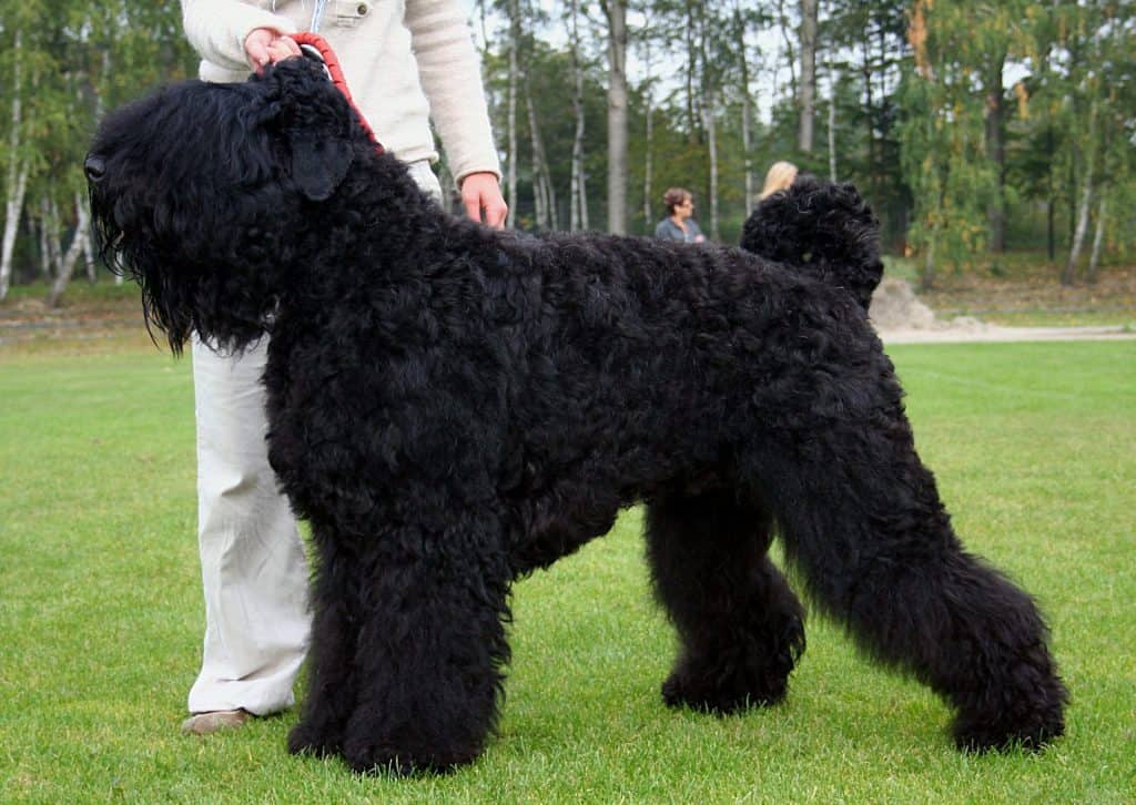 Black Russian Terrier apartment dog guide