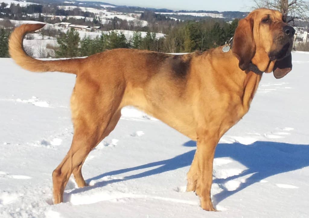 Bloodhound apartment dog guide