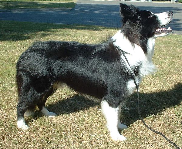 Border Collie apartment dog guide