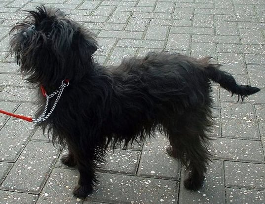 Affenpinscher apartment dog guide