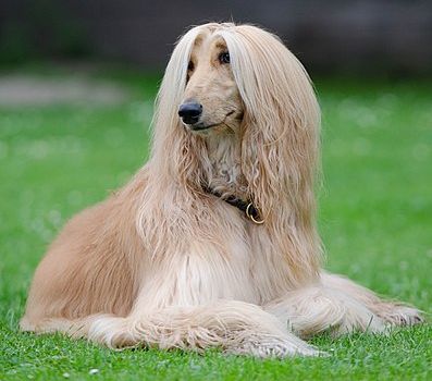 Afghan Hound apartment dog guide