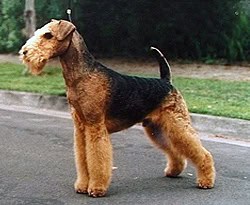 Airedale Terrier apartment dog guide