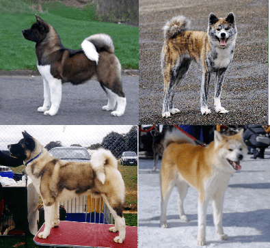 Akita apartment dog guide