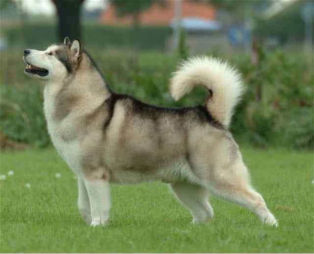 Alaskan Malamute apartment dog guide