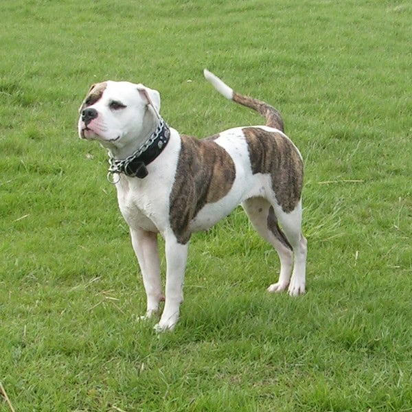 American Bulldog apartment dog guide